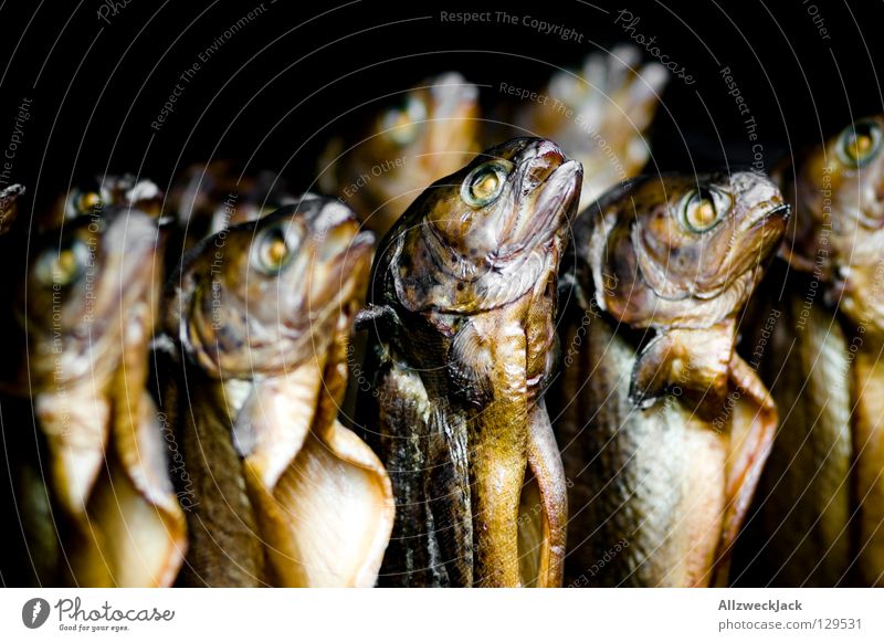 hang out with da fish choir Brown trout Kipper Impaled Hang Fishery Snack Fisheye Trout smoke oven Markets Nutrition Multiple Smoked trout Fish eyes Dead animal
