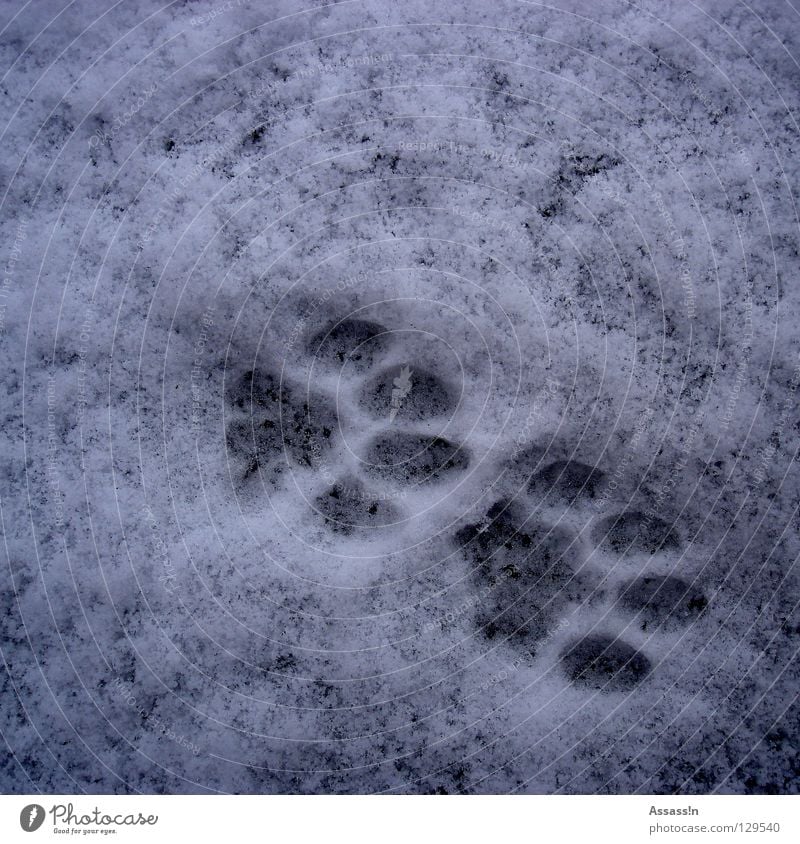 tap tap Cat Paw Gray Cold Footprint Winter Tracks White Land-based carnivore Barefoot Mammal Snow cat paw jack wolfskin track search strike out Fate Footwear