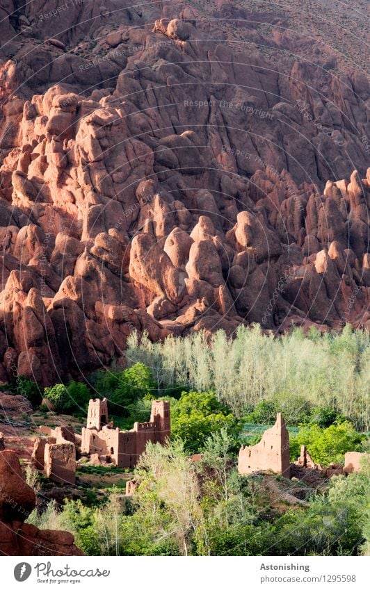 kasbah Environment Nature Landscape Plant Summer Weather Beautiful weather Tree Grass Forest Rock Mountain Atlas Oasis Morocco Small Town Wall (barrier)