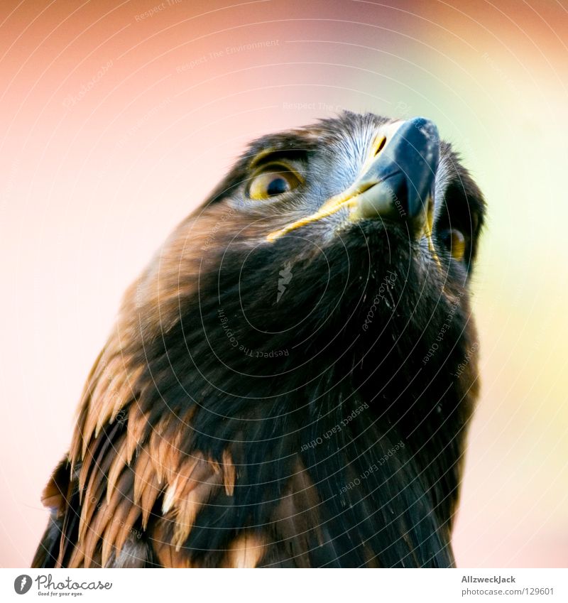 hidolf eagle Bird Eagle Beak Animal Poultry Power Force Might Bird of prey peer king of the air
