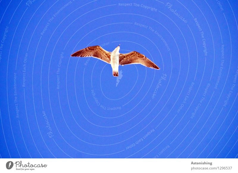 Seagull in flight I Animal Air Sky Cloudless sky Weather Beautiful weather Essaouira Morocco Wild animal Bird Wing 1 Flying Elegant Tall Blue Brown White