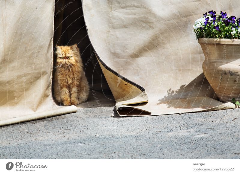 Guard cat: A cat guards the tent Flower Blossom Flowerpot Pansy Building Tent Tent door Tarpaulin Animal Pet Cat Animal face Pelt Paw Domestic cat Persian cat 1