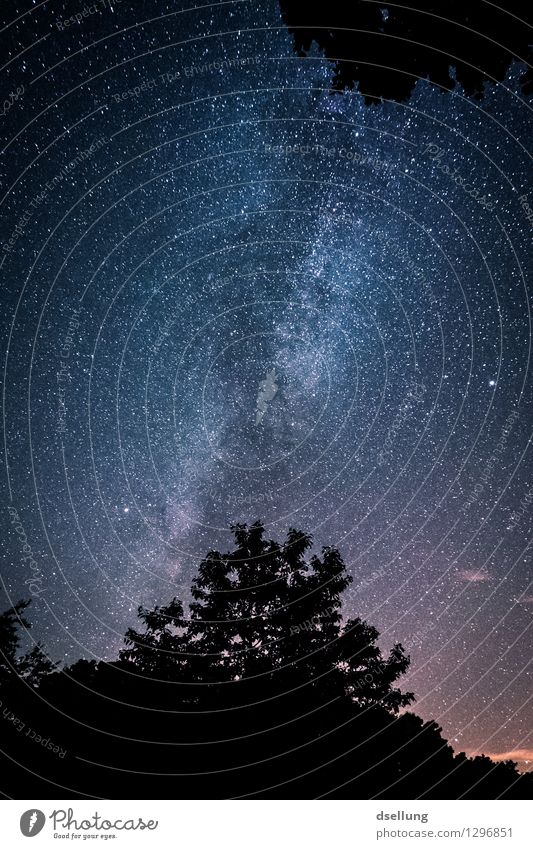 Starry sky in the forest - Nationalpark Eifel Nature Landscape Sky Cloudless sky Night sky Stars Summer Beautiful weather Old Esthetic Exceptional Dark