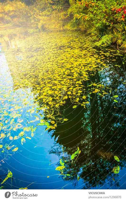 Pond water with autumn leaves Design Hiking Garden Nature Landscape Plant Water Autumn Beautiful weather Park Forest Lake Brook Yellow Background picture Leaf