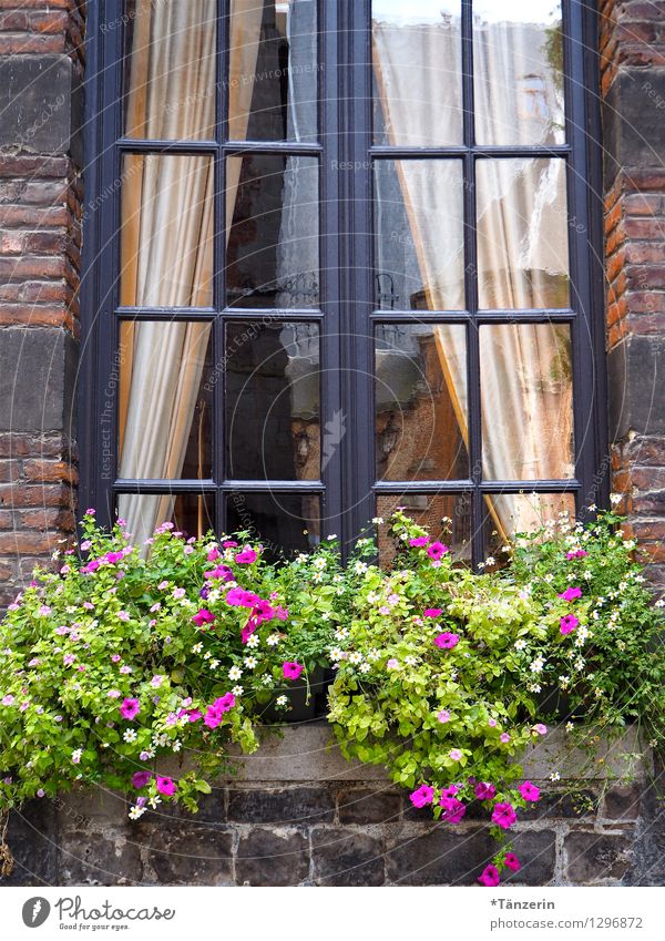 green Tourism House (Residential Structure) Decoration Nature Summer Beautiful weather Plant Foliage plant Pot plant Village Old town Building Window