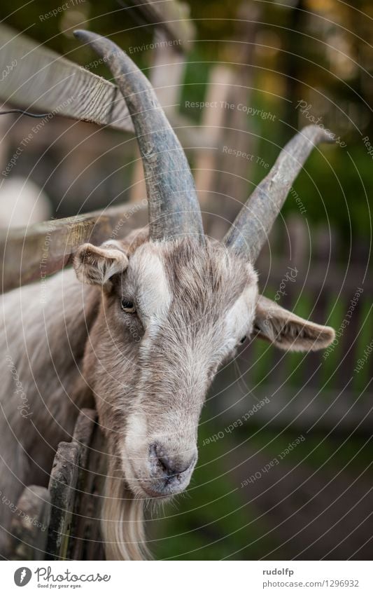 bock(s)horn Trip Pelt Animal Farm animal Animal face Zoo Petting zoo Goats Goatskin Antlers He-goat 1 Observe Discover Feeding Looking Stand Wait Elegant Brash