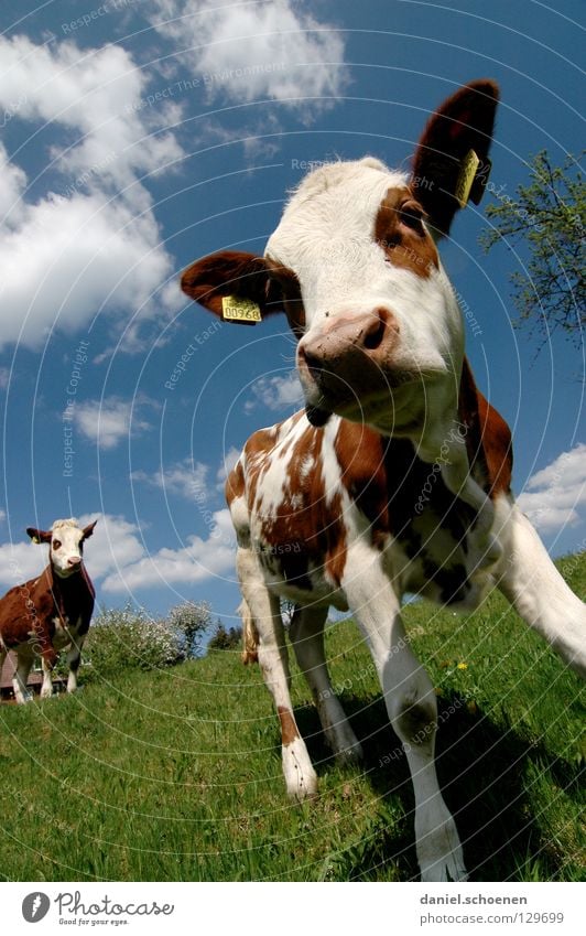 Get off my lawn! Calf Cow Wide angle Agriculture Animal Meadow Summer Spring Green Cyan Vacation & Travel Black Forest Environment Habitat Ecological Clouds