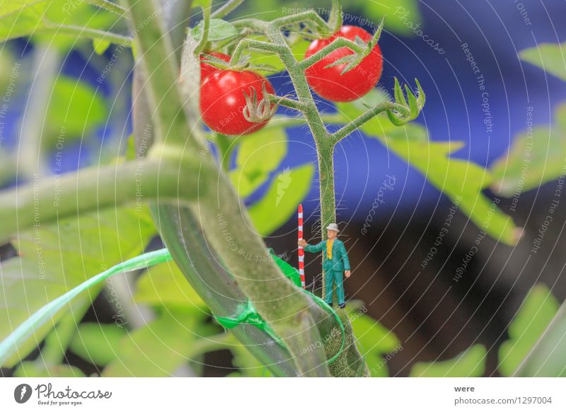 Tomato harvest 2 Garden Agriculture Forestry Human being Nature Plant Architecture Small Environmental protection agricultural economist Farmer Country  garden