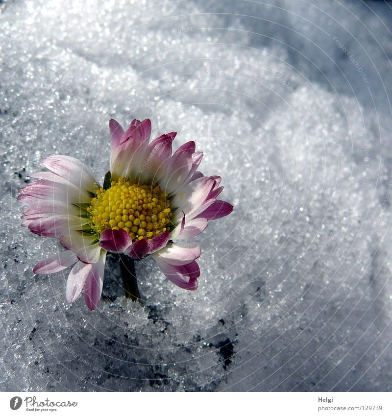 flowering daisy sticks out of the snow Winter Spring Cold Freeze Ice crystal Flower Daisy Blossom leave Stalk Grass Blade of grass Blossoming Side by side