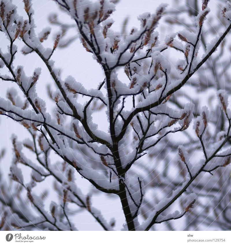 Winter Tree Gray Loneliness Ice Branch Black & white photo Snow