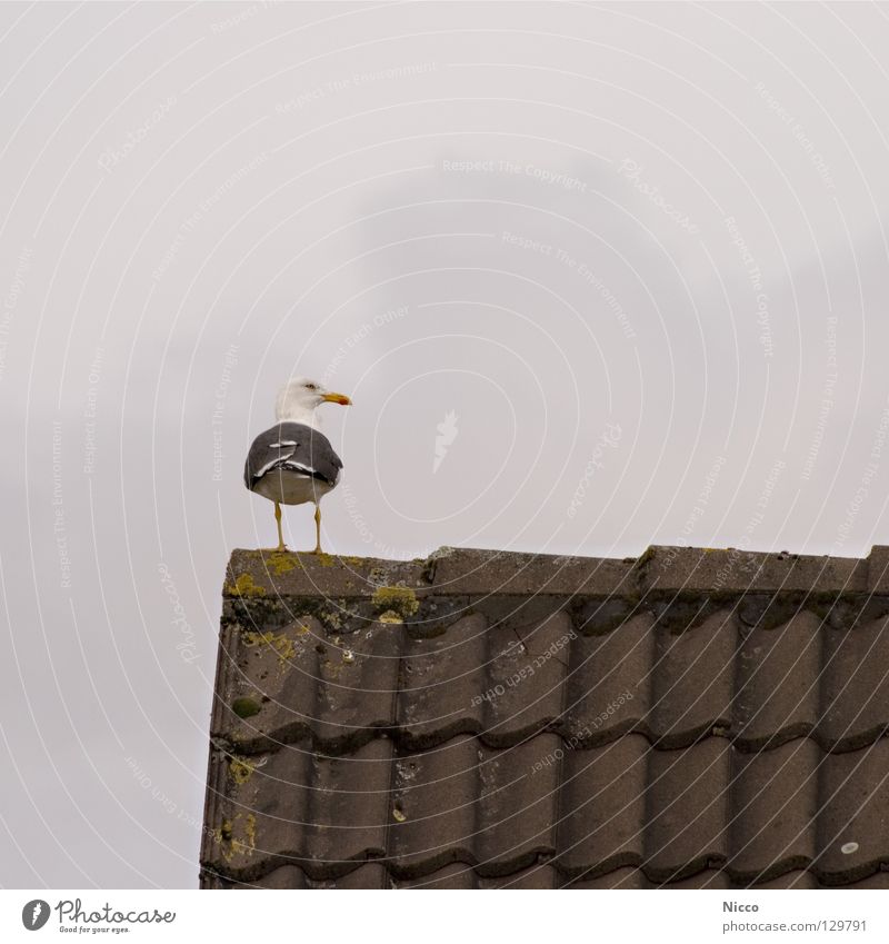 Seagull Seagull Looking To enjoy Bird Beak Lake Ocean Vacation & Travel Roof Dreary Rain Bad weather Roofing tile Clouds House (Residential Structure) Gable