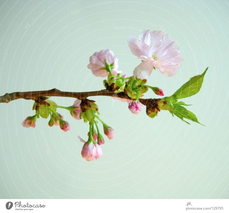 cherry blossom 2 Colour photo Neutral Background Plant Spring Flower Blossom Breathe Relaxation Esthetic Fresh Brown Green Pink Beautiful Beginning Contentment
