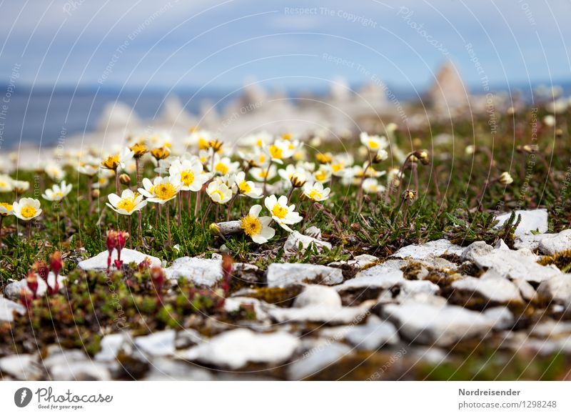 Arctic poppy Nature Landscape Plant Summer Climate Flower Blossom Coast Ocean Blossoming Growth Uniqueness Perspective Pure Poppy Finnmark Norway Sparse