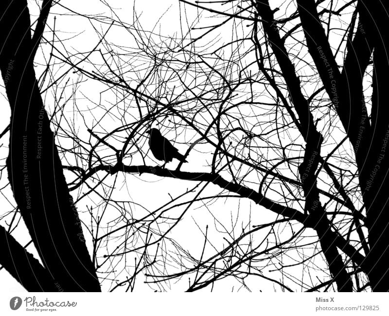 Where's my raven father? Crow Bird Raven birds Black White Tree Branch Black & white photo Twig