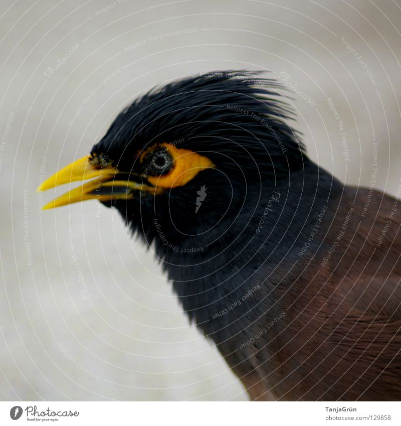 common myrna = "Rape" bird Yellow Black Brown Gray Bird Animal Thief Beak Tar Thailand Koh Samui Feather Eyeglasses Hair and hairstyles Asia