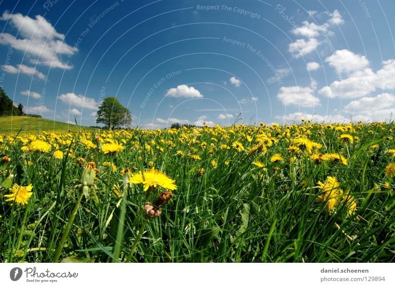 summer meadow Meadow Summer Spring Beautiful weather Leisure and hobbies Tree Vacation & Travel Dandelion Flower Blossom Grass Break Green Lunch hour