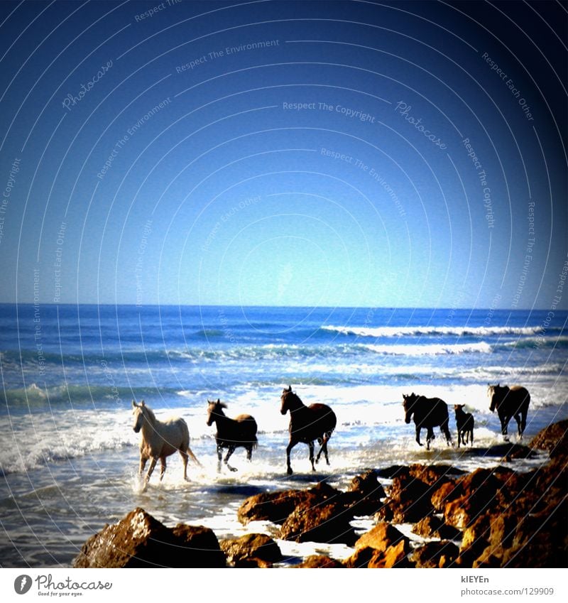 beach horses Horse Foal Ocean Beach Waves White crest Gorgeous Vacation & Travel Summer Mammal Freedom Stone Sky Joy Sun
