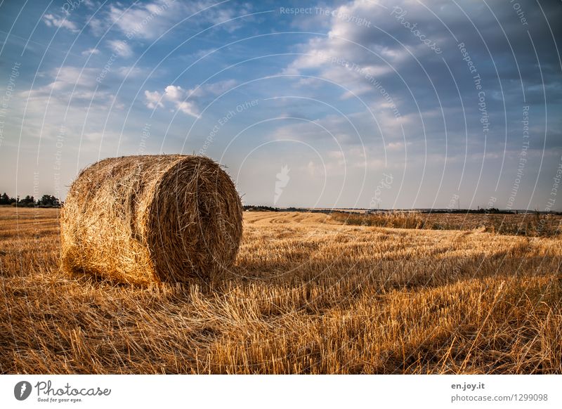 stubble field Healthy Eating Allergy Economy Agriculture Forestry Health care Nature Landscape Sky Clouds Horizon Sunlight Summer Autumn Beautiful weather Field