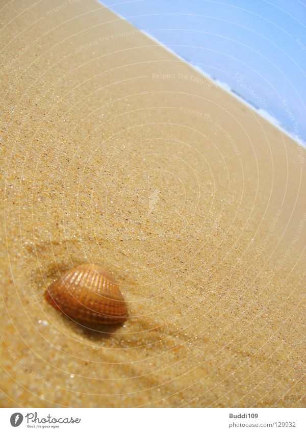 shell pusher Ocean Mussel Beach Waves Wellness Relaxation Vacation & Travel South Coast Joy Sky Sand Happy Blue