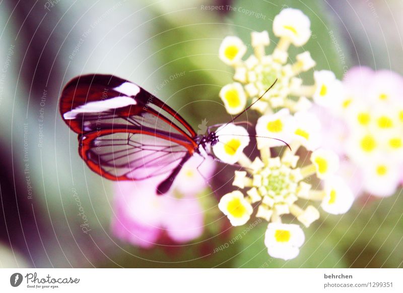 translucent Nature Plant Animal Flower Leaf Blossom Garden Park Meadow Wild animal Butterfly Animal face Wing glass wing butterfly 1 Observe Blossoming
