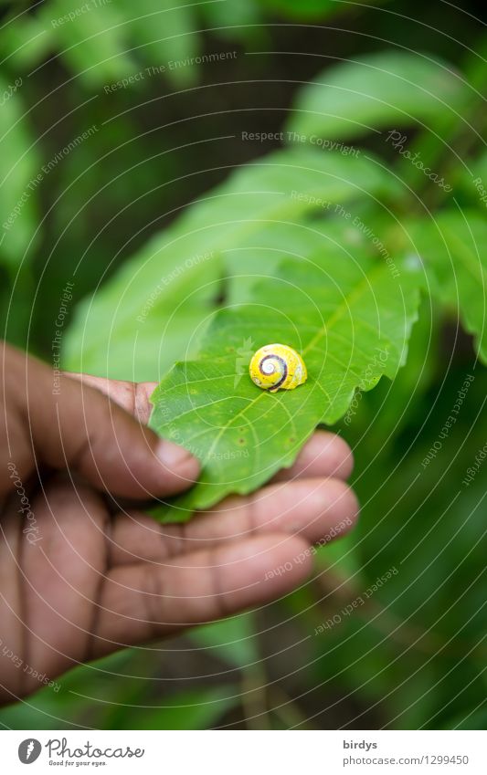 Polymita landrace auger on Cuba Hand 1 Human being Nature Plant Leaf Snail polymita Discover Esthetic Exceptional Exotic Natural Positive Yellow Green