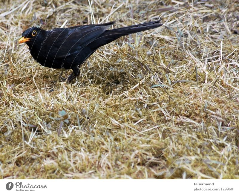 Don't look like that. Blackbird Throstle Bird Animal Feed Worm Nutrition Feather Food Earthworm Black Thrush