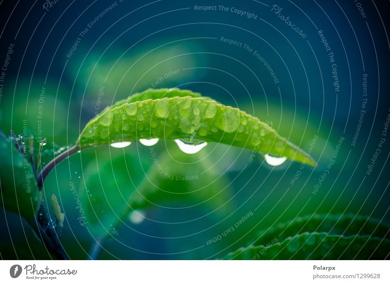Dew on a green leaf after the rain Herbs and spices Life Harmonious Summer Garden Environment Nature Plant Drops of water Weather Rain Grass Leaf Meadow Growth