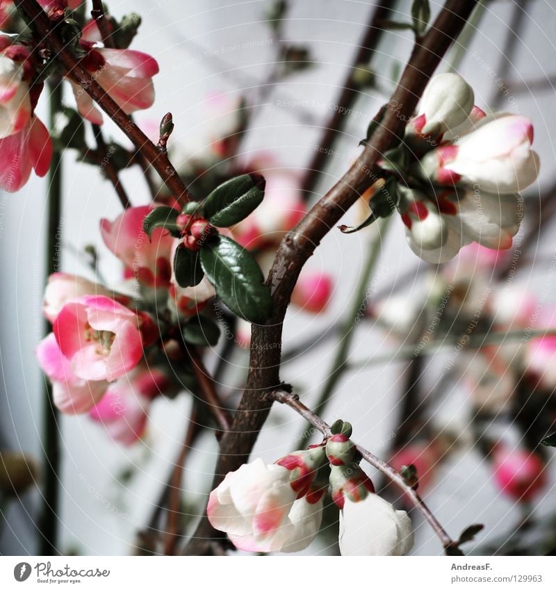 Japanese cherry Blossom Bouquet Spring Pink Cherry blossom Blossom leave Vase Gray Bushes Decoration Blossoming fruit blossom pink flowers Nature Multicoloured