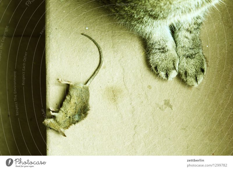 cat and mouse Cat Mouse Death Sacrifice Captured To feed Meal Pests Destructive weed Useful Pet Land-based carnivore Animal Antagonism Pelt Paw Tails