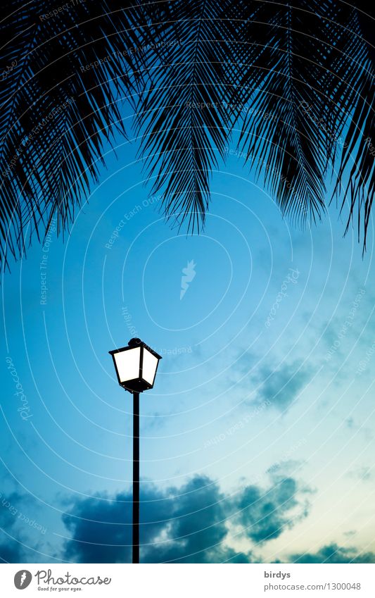 Lantern under palm trees Exotic Sky Night sky Palm tree Palm frond Illuminate Esthetic Exceptional Positive Blue Moody Energy Idyll Light Colour photo