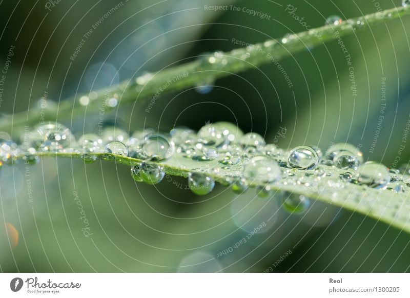 water drops Nature Animal Elements Water Sunlight Summer Plant Grass Common Reed Green Dew Drops of water Morning Colour photo Subdued colour Exterior shot