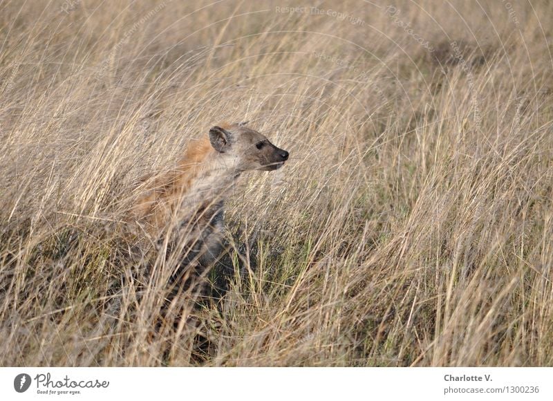 hyena Nature Animal Beautiful weather Grass Grassland Steppe Wild animal Hyaena 1 Crouch Looking Sit Free Natural Smart Dry Brown Gray Self-confident Calm