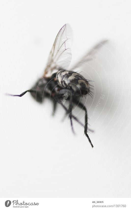 Fly on the run Hallowe'en Animal Insect Wing Legs 1 Flying Authentic Exceptional Disgust Creepy Hideous Gray Black Death Fear Bizarre Nature Dark Hair Floating
