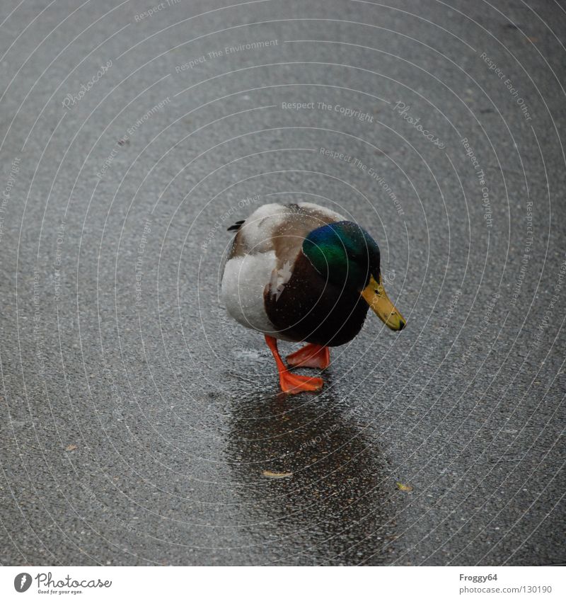 X-X Duck Drake - a Royalty Free Stock Photo from Photocase