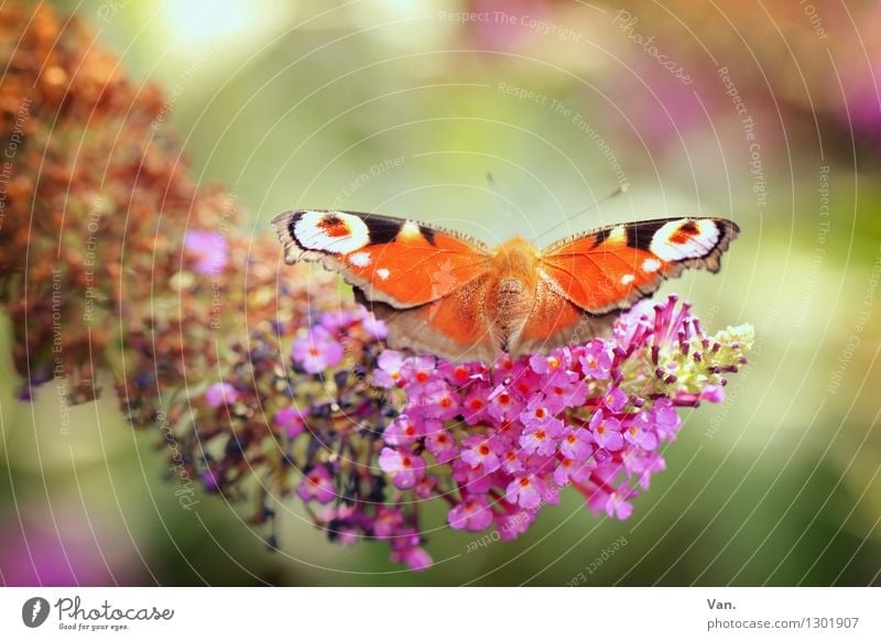 observation wings Nature Plant Animal Summer Blossom Garden Wild animal Butterfly Wing Insect 1 Warmth Orange Pink Colour photo Multicoloured Exterior shot