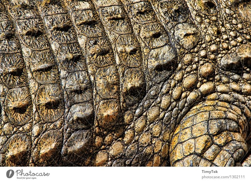 3,850 Crocodile Skin Close Up Stock Photos - Free & Royalty-Free
