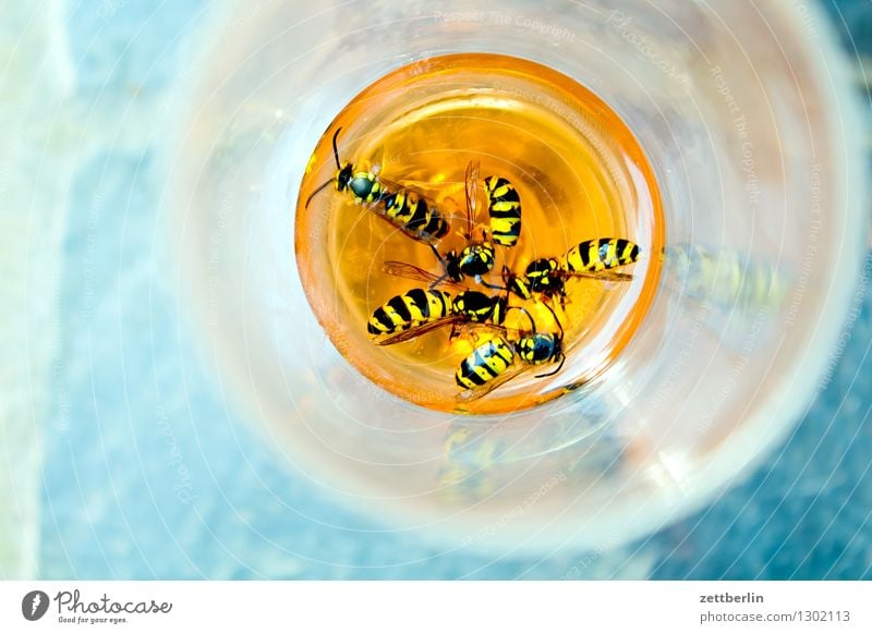 Wasps in Aperol common wasp Hymenoptera Insect Pierce Plagues Sweet Lure bothersome Disturbance Annoy Threat Dangerous Food photograph Summer midsummer Warmth