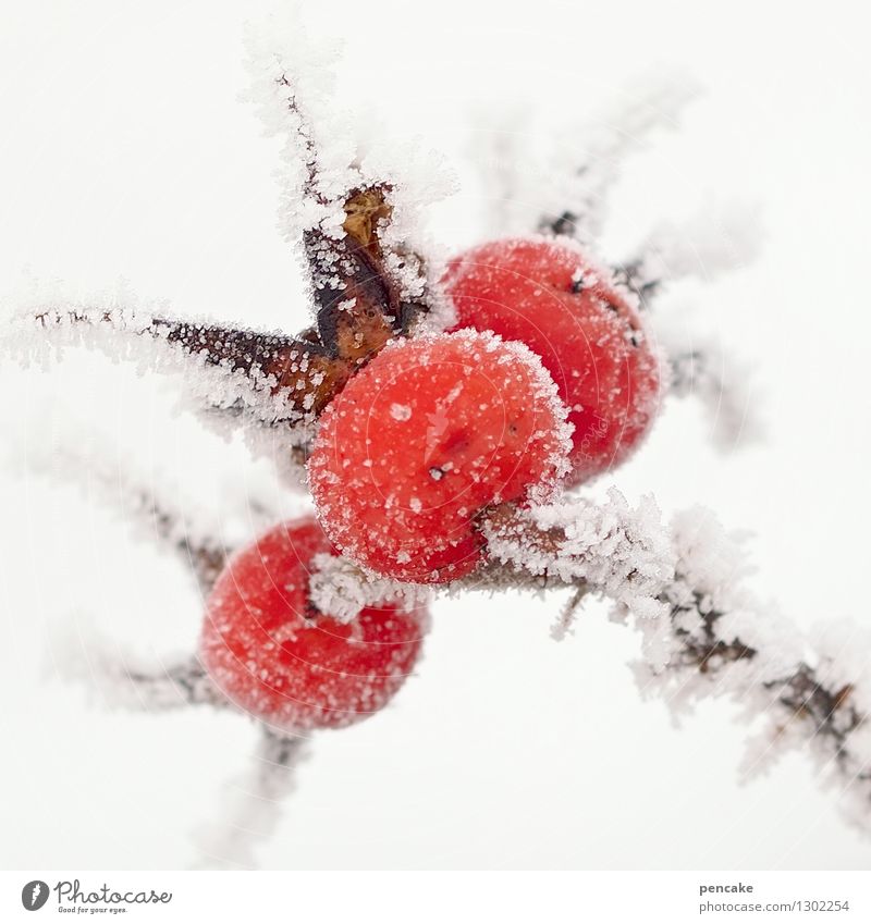 Cold ice. Fruit Nature Elements Winter Ice Frost Plant Healthy Rose hip Hoar frost 3 Red Hot Converse Colour photo Exterior shot Close-up