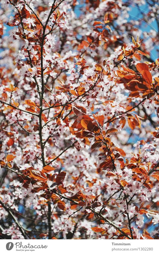 Just wait, you'll bloom soon. Nature Plant Beautiful weather Blossom Blossoming Esthetic Natural Warmth Blue White Spring Colour photo blood plum cherry plum