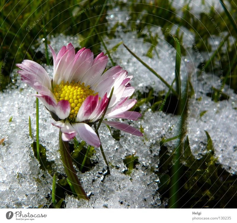 flowering daisy on a meadow with snow Winter Spring Cold Freeze Ice crystal Flower Daisy Blossom leave Stalk Grass Blade of grass Blossoming Side by side