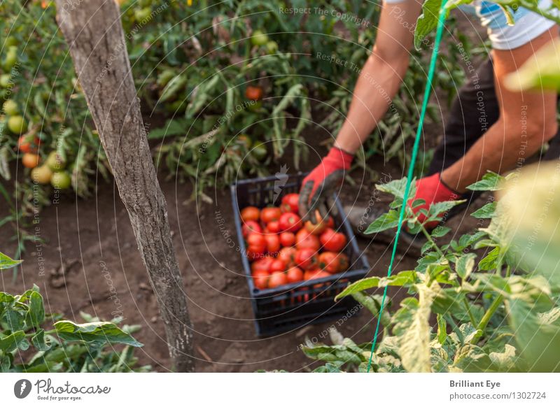 harvest time tomatoes Vegetable Organic produce Summer Seasonal farm worker Plantation Agriculture Forestry Human being Masculine 1 Nature Agricultural crop
