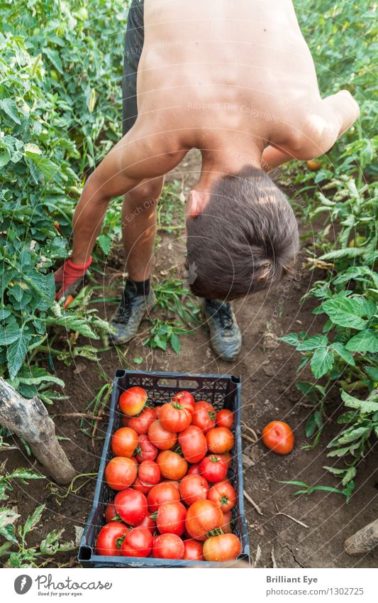 Bend over to pick tomatoes Lifestyle Summer Garden Field Agriculture Forestry Human being Young man Youth (Young adults) 1 13 - 18 years Nature