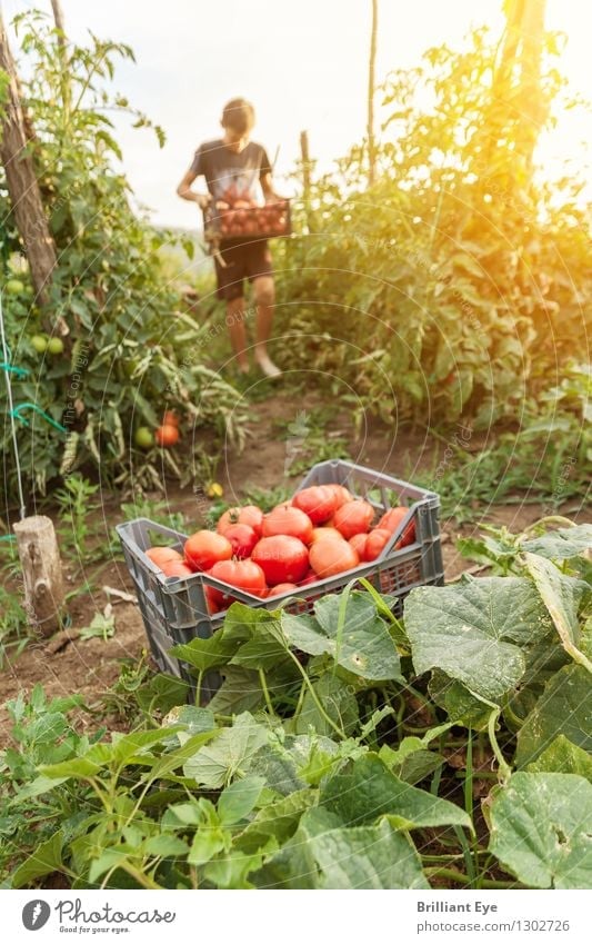 Harvesting tomatoes in evening yellow Vegetable Tomato Summer Agriculture Forestry Human being 1 Nature Field Work and employment Going Carrying Fresh Healthy