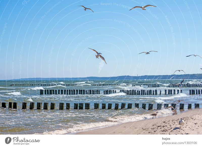 Baltic beach with groynes and seagulls Leisure and hobbies Vacation & Travel Ocean Baltic Sea Bird Group of animals Old Historic Idyll Surf Break water Seagull