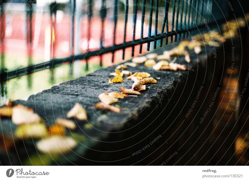 autumn upbeat Autumn Leaf Fence Wall (barrier) spring plaster