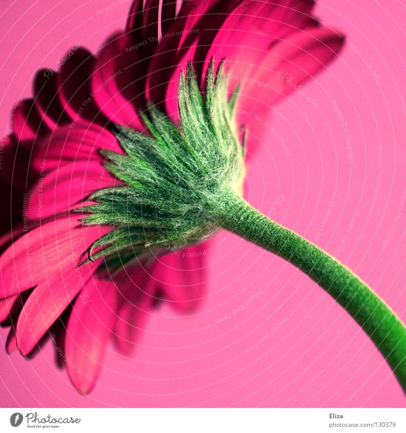A pink gerbera on a pink background flowers Gerbera spring Pink Violet already bleed Stalk Blossom leave Gaudy Vase Summer Kitsch Barbie Tiny hair Fuzz green