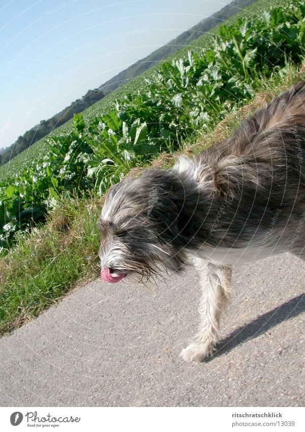 bibi jogging Dog wau :) Walking Tongue