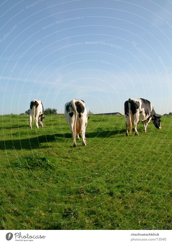 the three ladies from the grill or also zapfdingbats Cow Meadow Udder