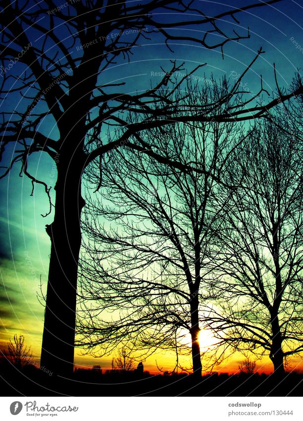 outside the box Sky Light Horizon Sunset Nature Winter Celestial bodies and the universe Elbe sun deciduous evening Skyline Silhouette tree final stage trees
