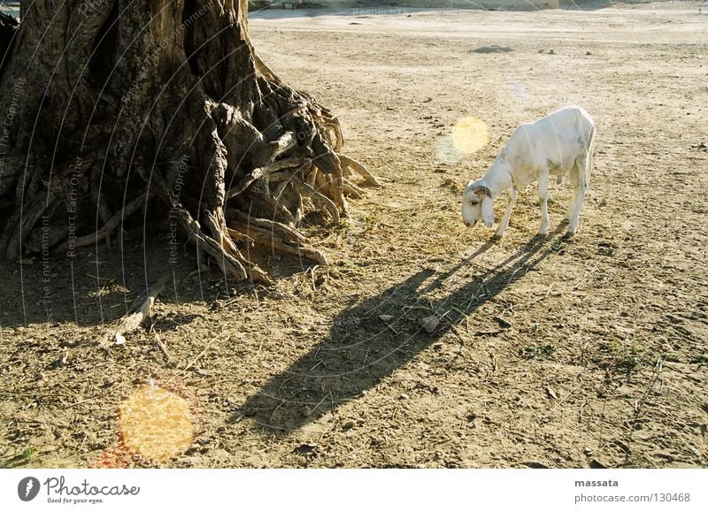 A great sacrifice Sheep Fig tree Dry Loneliness Africa Aries Shadow tabaski Sacrifice sacrificial animal